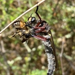 Chrysopogon sp. (genus) (a robber fly) at Jerrabomberra, NSW - 8 Jan 2022 by SteveBorkowskis