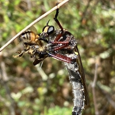 Chrysopogon sp. (genus) (a robber fly) at Jerrabomberra, NSW - 8 Jan 2022 by SteveBorkowskis