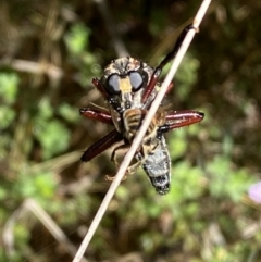 Chrysopogon sp. (genus) at Jerrabomberra, NSW - 8 Jan 2022