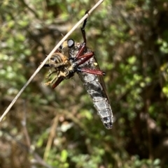 Chrysopogon sp. (genus) at Jerrabomberra, NSW - 8 Jan 2022