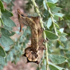 Neola semiaurata (Wattle Notodontid Moth) at Googong, NSW - 8 Jan 2022 by SteveBorkowskis