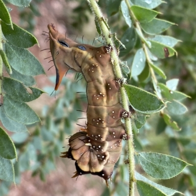 Neola semiaurata (Wattle Notodontid Moth) at Googong, NSW - 8 Jan 2022 by SteveBorkowskis