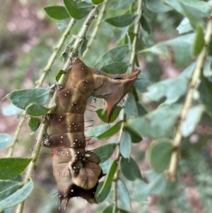 Neola semiaurata at Googong, NSW - 8 Jan 2022 10:37 AM