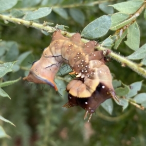 Neola semiaurata at Googong, NSW - 8 Jan 2022 10:37 AM