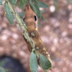 Neola semiaurata at Googong, NSW - 8 Jan 2022