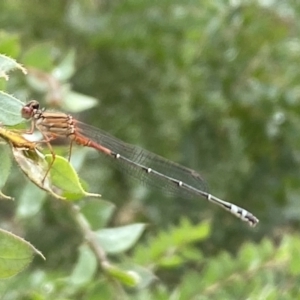 Xanthagrion erythroneurum at Googong, NSW - 8 Jan 2022