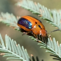 Calomela curtisi (Acacia leaf beetle) at QPRC LGA - 8 Jan 2022 by Steve_Bok