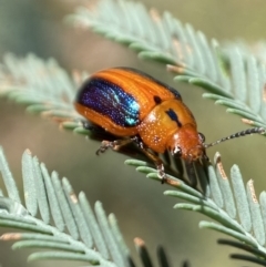 Calomela curtisi (Acacia leaf beetle) at Jerrabomberra, NSW - 8 Jan 2022 by SteveBorkowskis