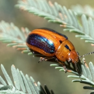 Calomela curtisi at Jerrabomberra, NSW - 8 Jan 2022