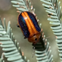 Calomela curtisi at Jerrabomberra, NSW - 8 Jan 2022