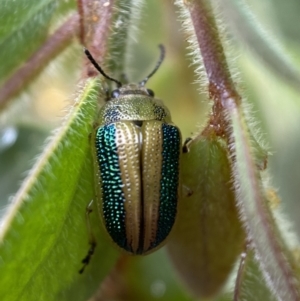 Calomela parilis at Googong, NSW - 8 Jan 2022