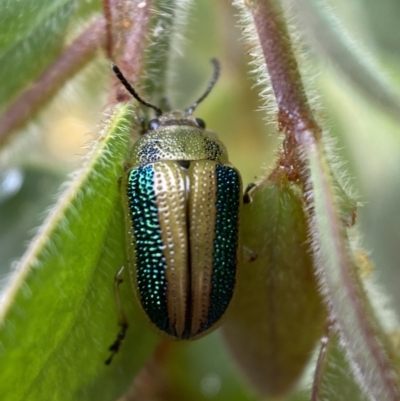 Calomela vittata (Acacia leaf beetle) at Googong, NSW - 8 Jan 2022 by SteveBorkowskis