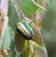 Calomela parilis at Googong, NSW - 8 Jan 2022