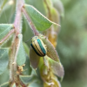 Calomela parilis at Googong, NSW - 8 Jan 2022