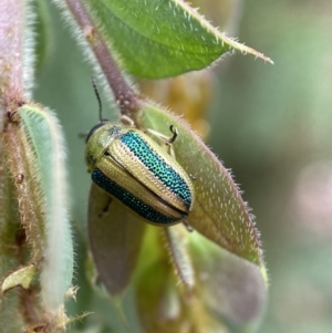 Calomela vittata at Googong, NSW - 8 Jan 2022 10:33 AM