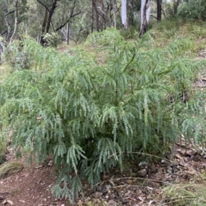 Acacia vestita at Googong, NSW - 8 Jan 2022
