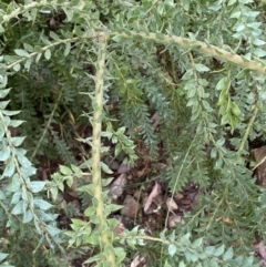 Acacia vestita at Googong, NSW - 8 Jan 2022