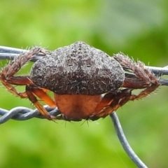 Dolophones sp. (genus) (Wrap-around spider) at Lions Youth Haven - Westwood Farm A.C.T. - 7 Jan 2022 by HelenCross