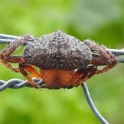 Dolophones sp. (genus) (Wrap-around spider) at Lions Youth Haven - Westwood Farm A.C.T. - 7 Jan 2022 by HelenCross