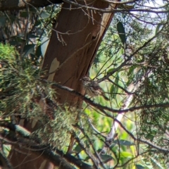 Pyrrholaemus sagittatus (Speckled Warbler) at The Rock Nature Reserve - Kengal Aboriginal Place - 7 Jan 2022 by Darcy