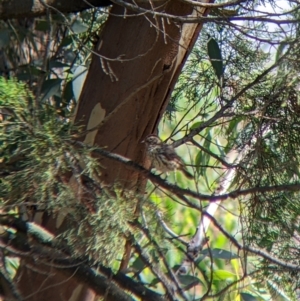 Pyrrholaemus sagittatus at The Rock, NSW - 8 Jan 2022 09:57 AM