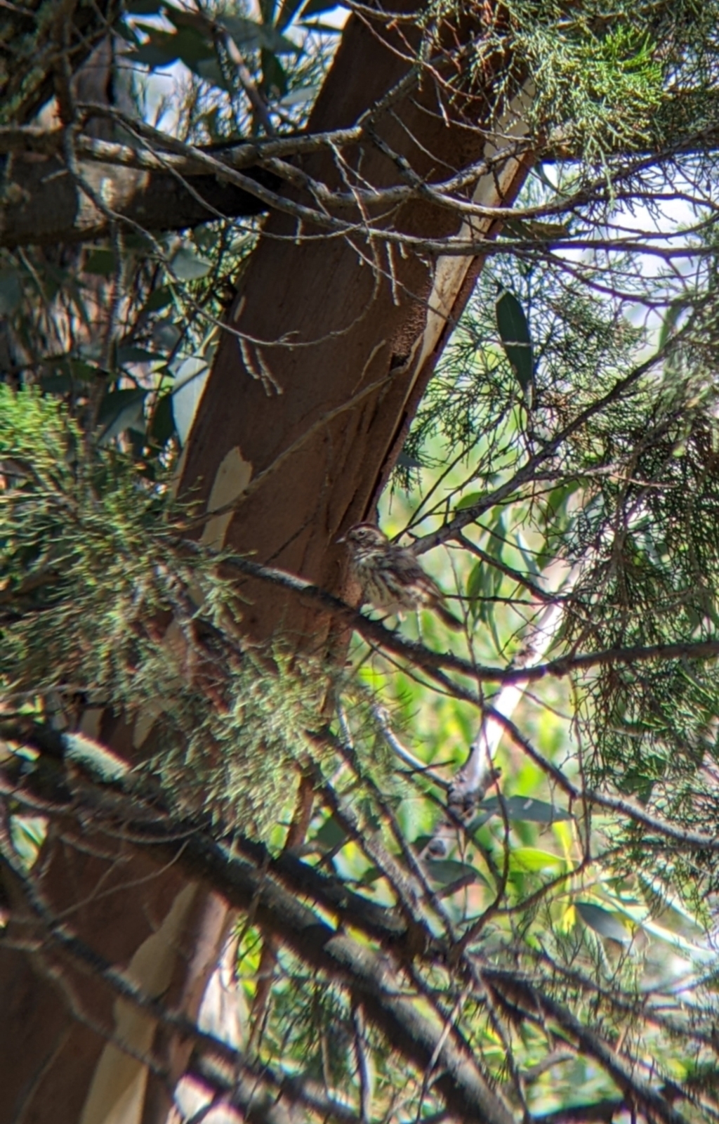 Pyrrholaemus sagittatus at The Rock, NSW - 8 Jan 2022