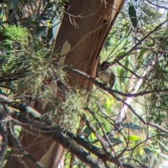 Pyrrholaemus sagittatus at The Rock, NSW - 8 Jan 2022 09:57 AM