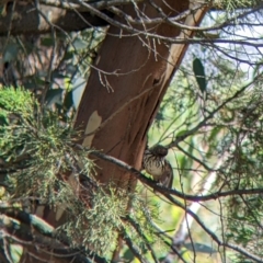 Pyrrholaemus sagittatus at The Rock, NSW - 8 Jan 2022