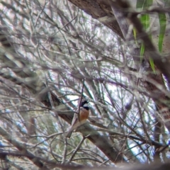 Pachycephala rufiventris (Rufous Whistler) at The Rock Nature Reserve - 7 Jan 2022 by Darcy