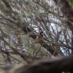 Pachycephala rufiventris at The Rock, NSW - 8 Jan 2022