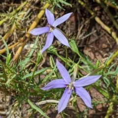 Isotoma axillaris (Australian Harebell, Showy Isotome) at The Rock Nature Reserve - 8 Jan 2022 by Darcy