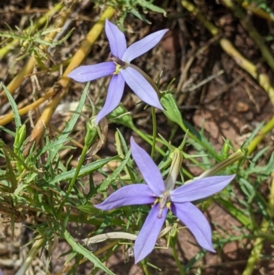 Isotoma axillaris (Australian Harebell, Showy Isotome) at The Rock Nature Reserve - Kengal Aboriginal Place - 7 Jan 2022 by Darcy