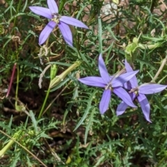 Isotoma axillaris at The Rock, NSW - 8 Jan 2022 10:20 AM