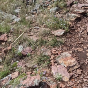 Isotoma axillaris at The Rock, NSW - 8 Jan 2022 10:20 AM