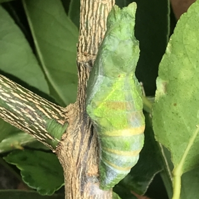 Unidentified Swift and Ghost moth (Hepialidae) at Evans Head, NSW - 8 Jan 2022 by AliClaw