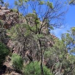 Acacia doratoxylon (Currawang) at The Rock Nature Reserve - 7 Jan 2022 by Darcy
