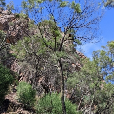 Acacia doratoxylon (Currawang) at The Rock, NSW - 7 Jan 2022 by Darcy
