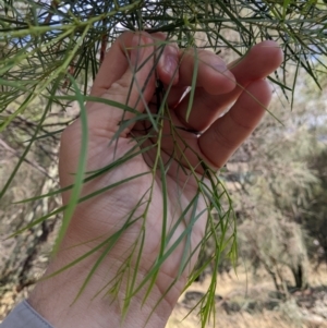 Acacia doratoxylon at The Rock, NSW - 8 Jan 2022 10:24 AM