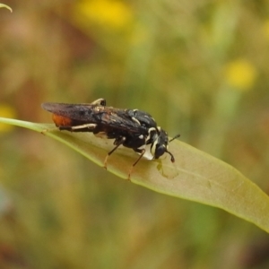 Pergagrapta sp. (genus) at Kambah, ACT - suppressed