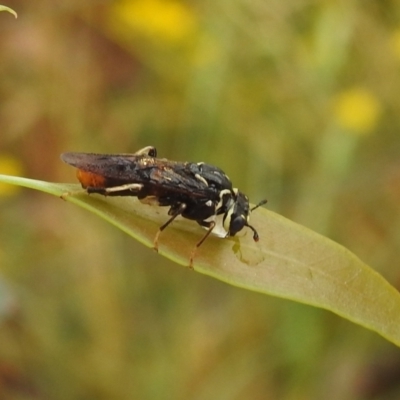 Pergagrapta sp. (genus) (A sawfly) at Lions Youth Haven - Westwood Farm A.C.T. - 7 Jan 2022 by HelenCross