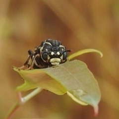 Pergagrapta sp. (genus) at Kambah, ACT - suppressed