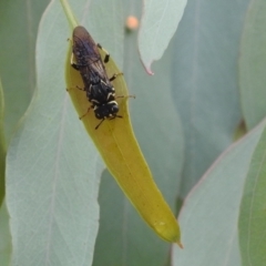 Pergagrapta sp. (genus) at Kambah, ACT - suppressed