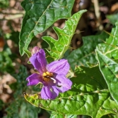 Solanum cinereum (Narrawa Burr) at The Rock Nature Reserve - Kengal Aboriginal Place - 7 Jan 2022 by Darcy