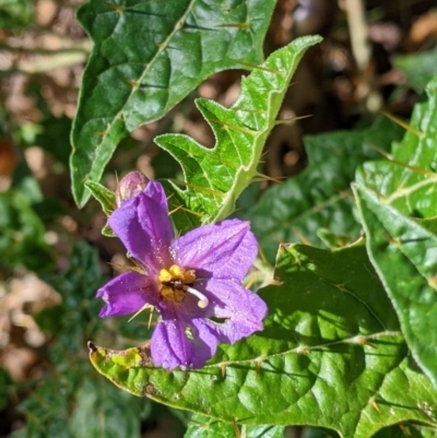 Solanum cinereum (Narrawa Burr) at The Rock, NSW - 7 Jan 2022 by Darcy