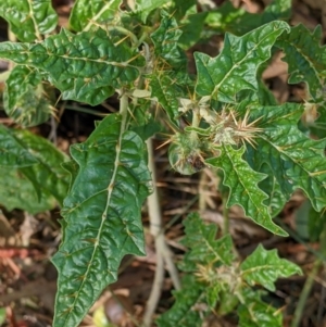 Solanum cinereum at The Rock, NSW - 8 Jan 2022 10:25 AM
