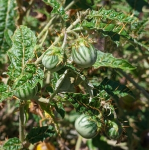 Solanum cinereum at The Rock, NSW - 8 Jan 2022