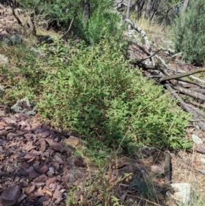 Solanum cinereum at The Rock, NSW - 8 Jan 2022