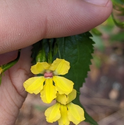 Goodenia ovata (Hop Goodenia) at The Rock Nature Reserve - Kengal Aboriginal Place - 7 Jan 2022 by Darcy