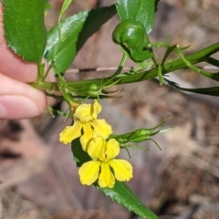 Goodenia ovata at The Rock, NSW - 8 Jan 2022 10:27 AM