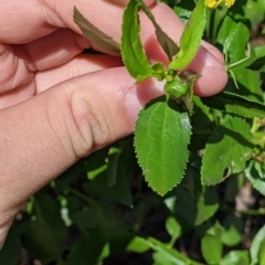 Goodenia ovata at The Rock, NSW - 8 Jan 2022